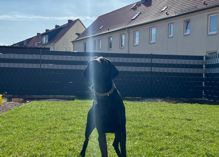 Weimeraner/ Magyar Vizsla -Hund, Django, Tierheim Burgdorf