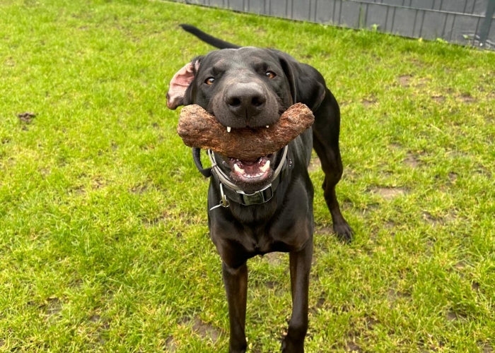 Weimeraner/ Magyar Vizsla -Hund, Django, Tierheim Burgdorf