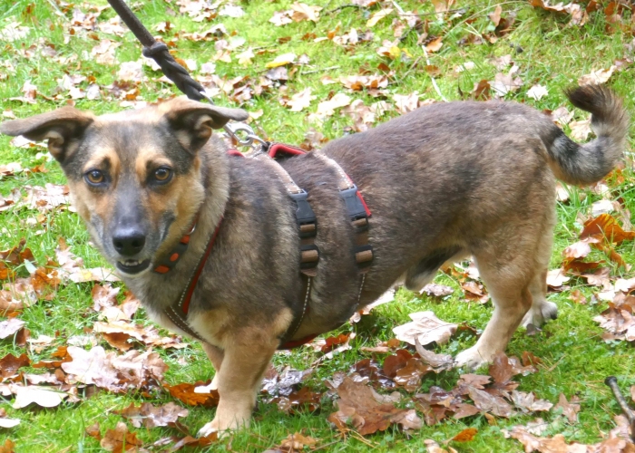 Mischling-Hund, Jens, Tierheim Burgdorf