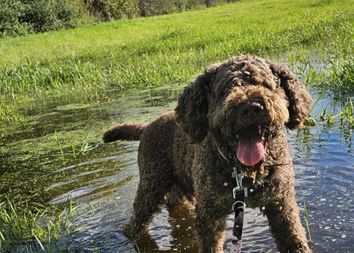 Hund, Lagotto Romagnolo, Lagotto Otto, Tierheim Burgdorf