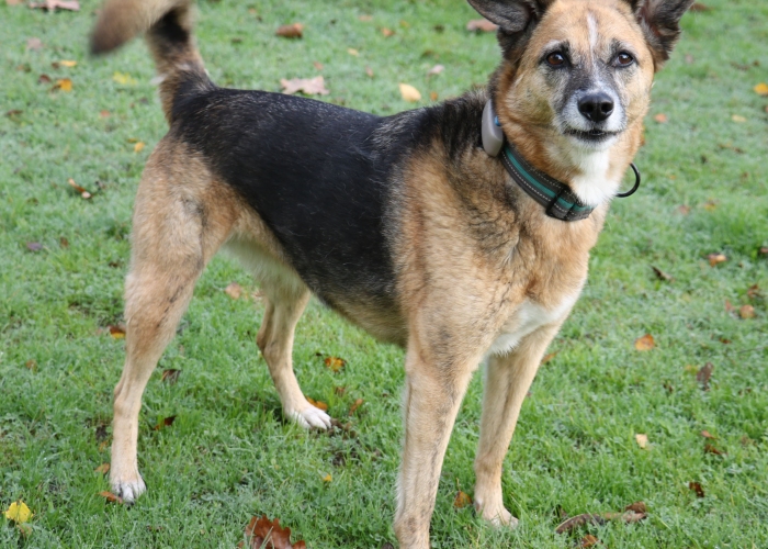 Hund, Schäferhund Mischling, Feeny, Tierheim Burgdorf