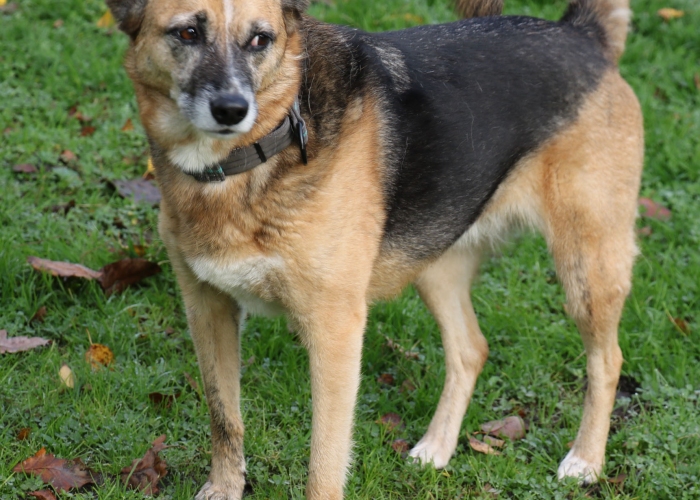 Schäferhund Mischling-Hund, Feeny, Tierheim Burgdorf