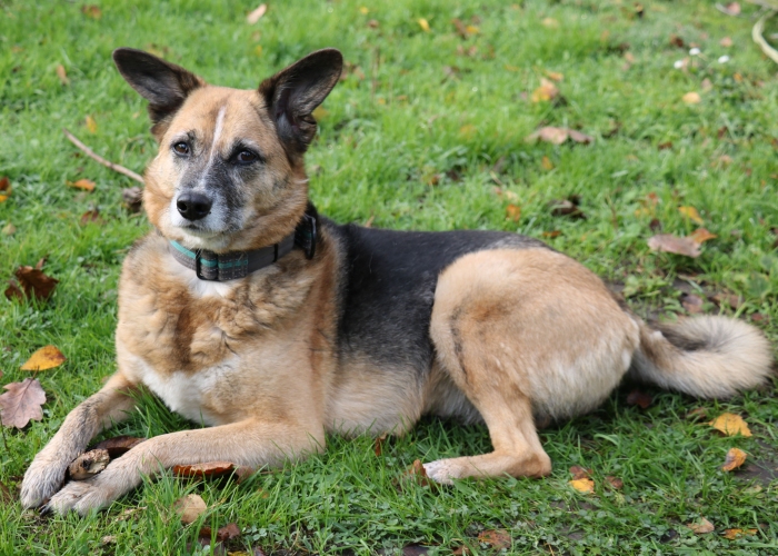 Schäferhund Mischling-Hund, Feeny, Tierheim Burgdorf