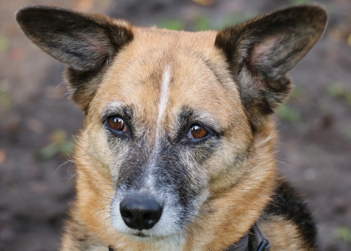 Schäferhund Mischling-Hund, Feeny, Tierheim Burgdorf