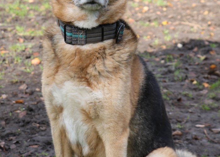 Schäferhund Mischling-Hund, Feeny, Tierheim Burgdorf