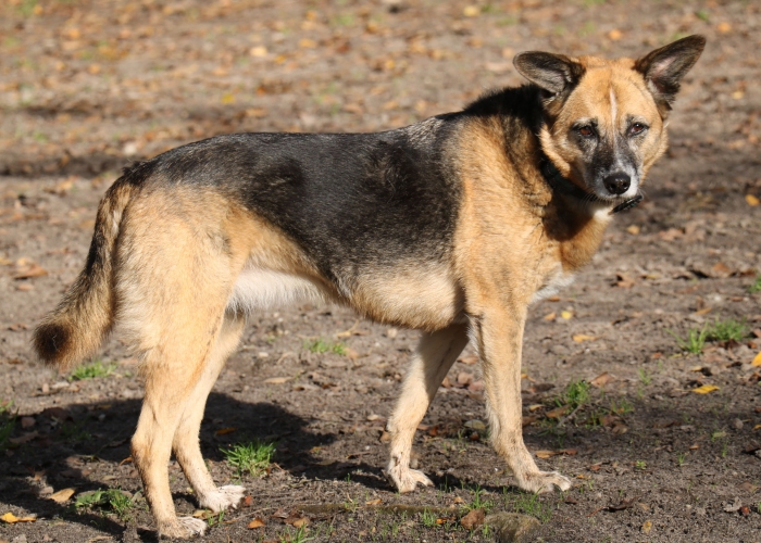 Schäferhund Mischling-Hund, Feeny, Tierheim Burgdorf