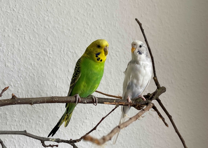 Vogel, Wellensittich, BettyundDoris, Tierheim Burgdorf