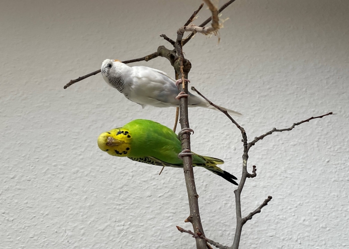 Wellensittich-Vogel, BettyundDoris, Tierheim Burgdorf