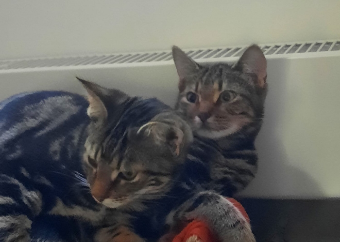 Katze, EKH Mischlinge, Kappa und Dobby, Tierheim Burgdorf