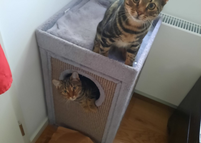 EKH Mischlinge-Katze, Kappa und Dobby, Tierheim Burgdorf