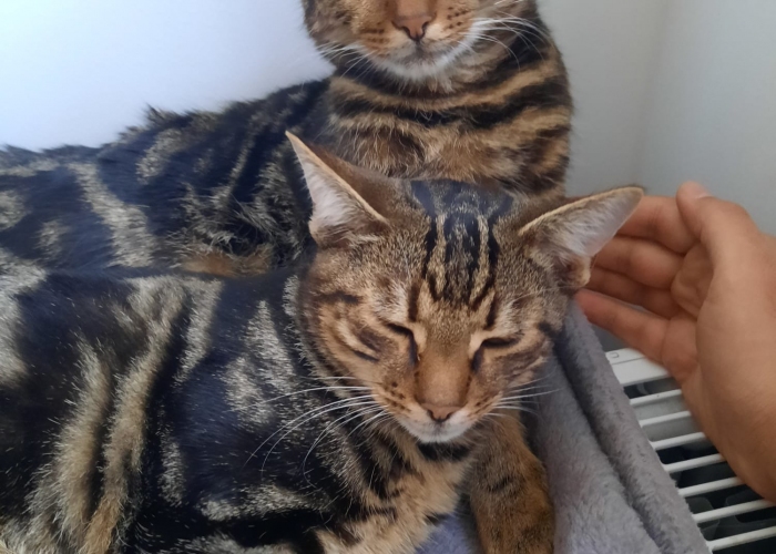 EKH Mischlinge-Katze, Kappa und Dobby, Tierheim Burgdorf