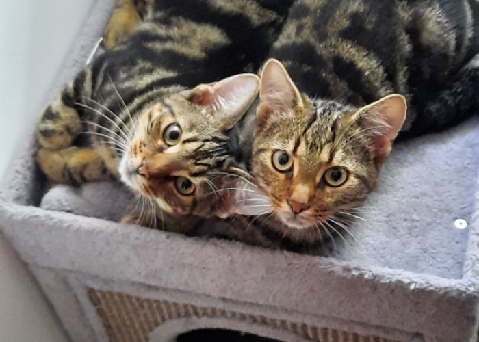 EKH Mischlinge-Katze, Kappa und Dobby, Tierheim Burgdorf