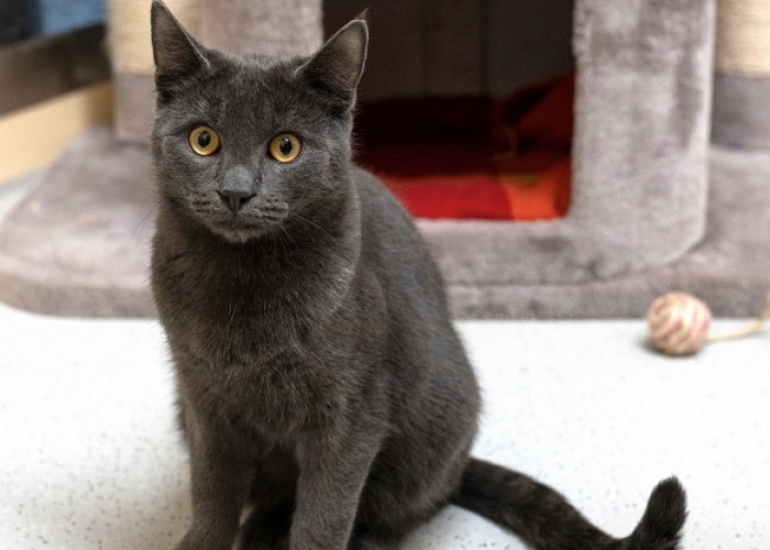 Katze, Karthäuser-Russisch Blau- Mix, Azul, Tierheim Burgdorf