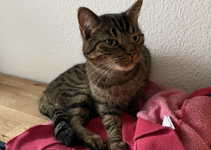 Katze, EKH, , Tierheim Burgdorf