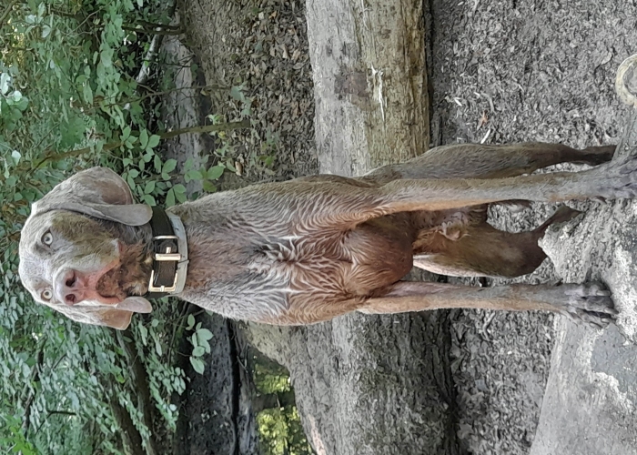 Hund, Weimaraner, Charlie, Tierheim Burgdorf