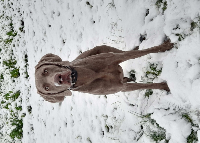 Weimaraner-Hund, Charlie, Tierheim Burgdorf