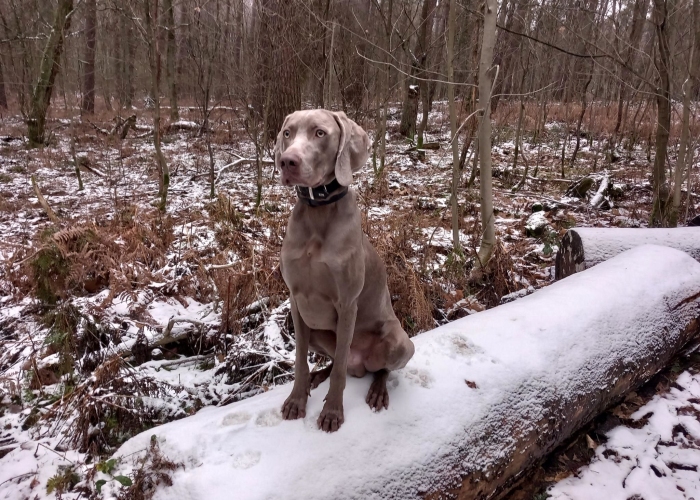 Weimaraner-Hund, Charlie, Tierheim Burgdorf