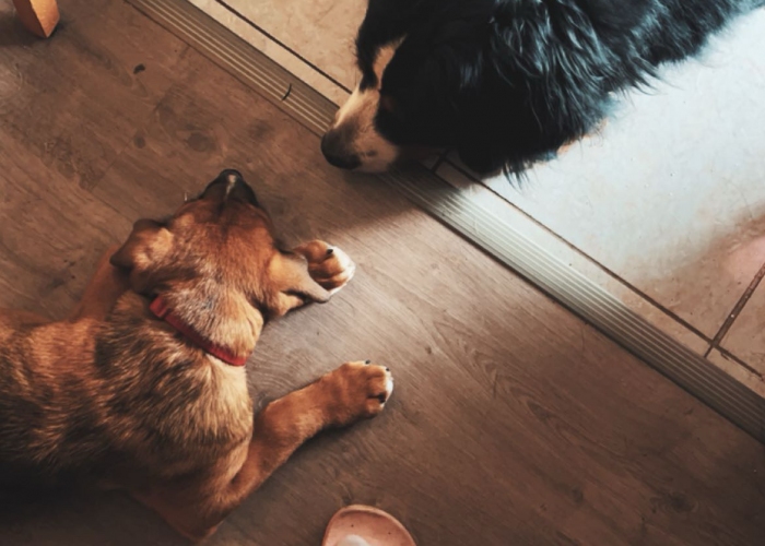 Bernersennen-Hund, Benny, Tierheim Burgdorf