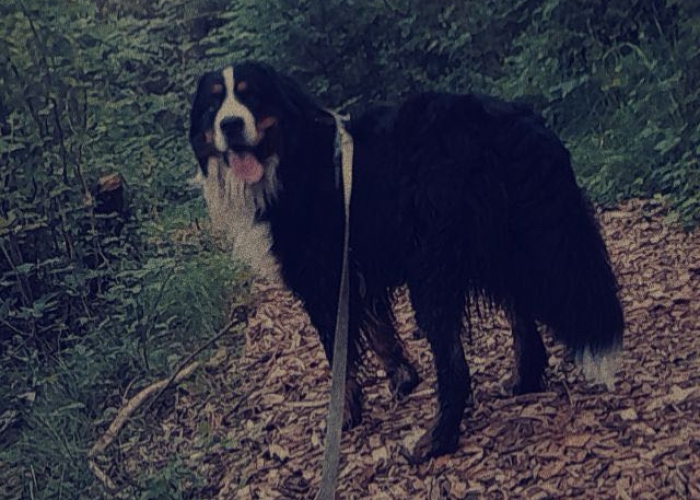 Bernersennen-Hund, Benny, Tierheim Burgdorf