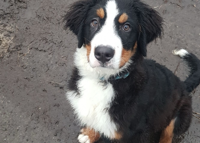 Bernersennen-Hund, Benny, Tierheim Burgdorf