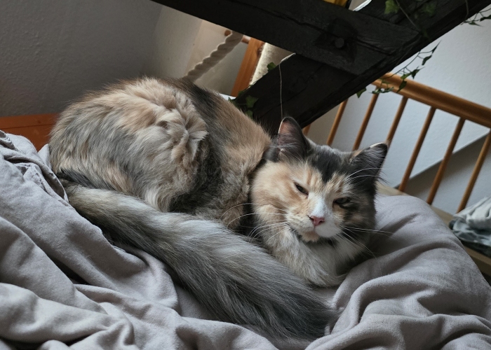 Katze, Maincoon, Hildegard, Tierheim Burgdorf