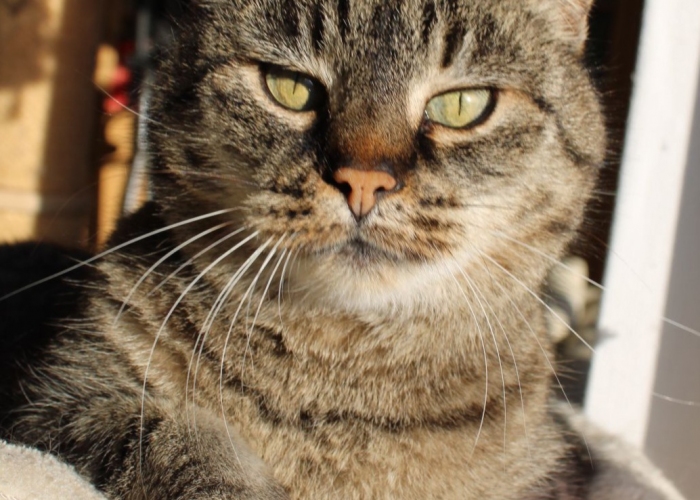 Hauskatze-Katze, Filinchen, Tierheim Burgdorf