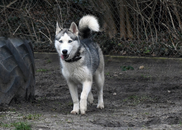 Hund, Husky, Salva, Tierheim Burgdorf