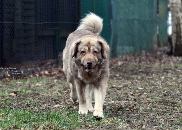 Hund, Kaukasischer Owtscharka-Mischling, Holly, Tierheim Burgdorf