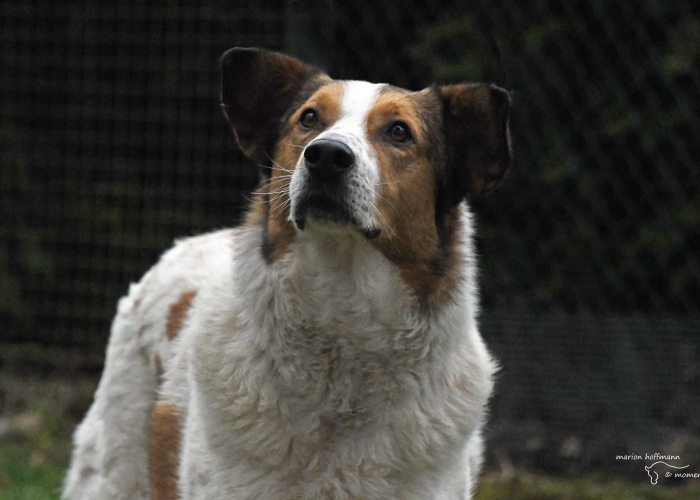 Mischling-Hund, Paşnic, Tierheim Burgdorf