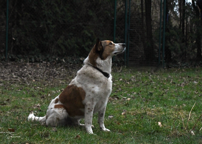 Mischling-Hund, Paşnic, Tierheim Burgdorf