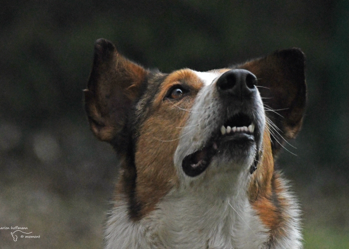 Mischling-Hund, Paşnic, Tierheim Burgdorf