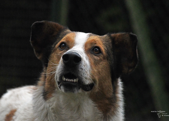 Mischling-Hund, Paşnic, Tierheim Burgdorf