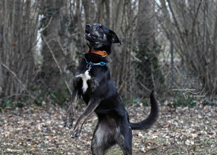 Erdélyi Kopó- Mischling -Hund, Senara, Tierheim Burgdorf