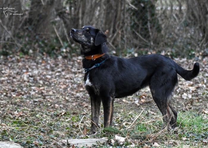 Erdélyi Kopó- Mischling -Hund, Senara, Tierheim Burgdorf