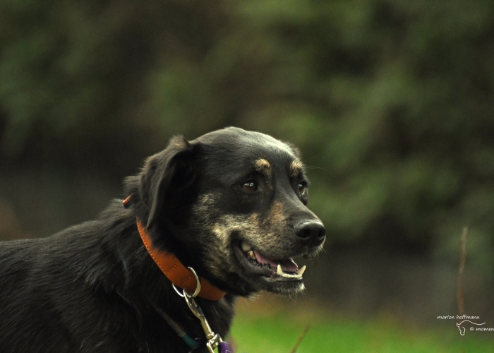 Erdélyi Kopó- Mischling -Hund, Senara, Tierheim Burgdorf