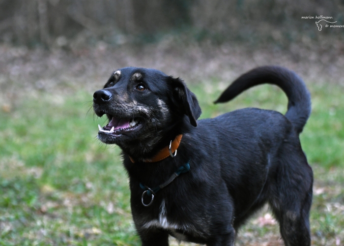 Erdélyi Kopó- Mischling -Hund, Senara, Tierheim Burgdorf