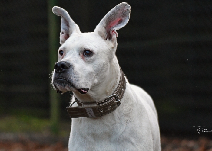 Hund, Boxer-Mischling, Flocke, Tierheim Burgdorf