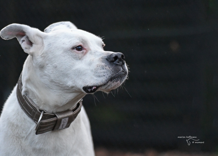 Boxer-Mischling-Hund, Flocke, Tierheim Burgdorf