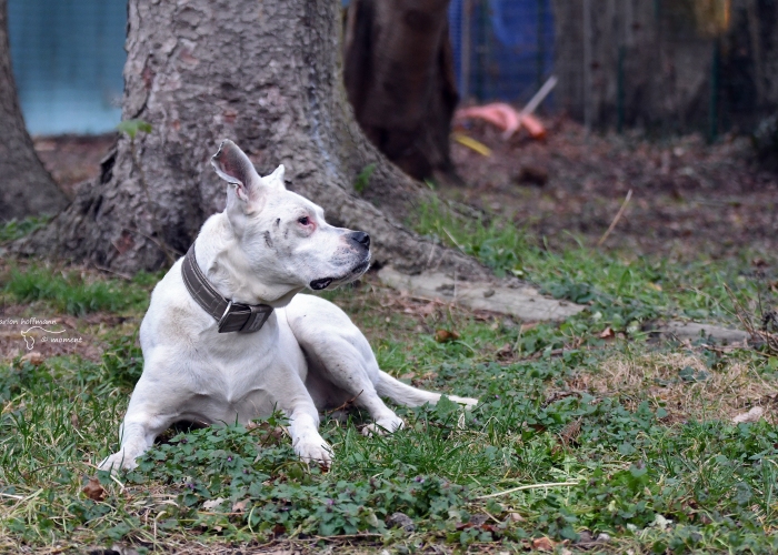 Boxer-Mischling-Hund, Flocke, Tierheim Burgdorf