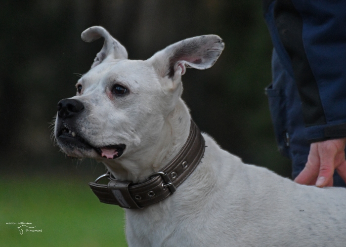 Boxer-Mischling-Hund, Flocke, Tierheim Burgdorf