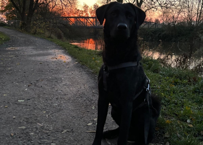 Mischling-Hund, Aiko/ Heiko, Tierheim Burgdorf