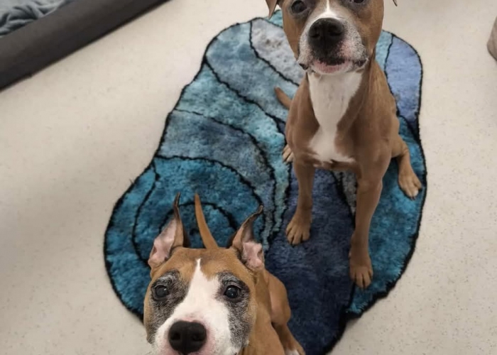 Staffordshire Mischlinge-Hund, Frau Kröte und Herr Frosch, Tierheim Burgdorf