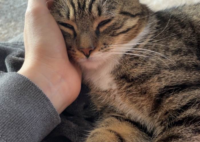 Europäisch Kurzhaar-Katze, Flocke, Tierheim Burgdorf