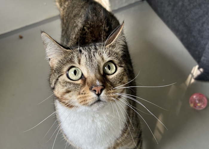 Bengal-BKH-Mix-Katze, Palina, Tierheim Burgdorf