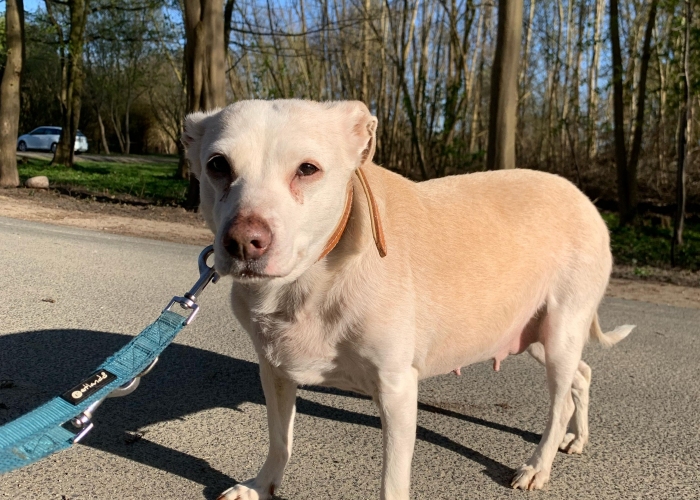 Hund, Labrador-Mix, Lubni, Tierheim Burgdorf