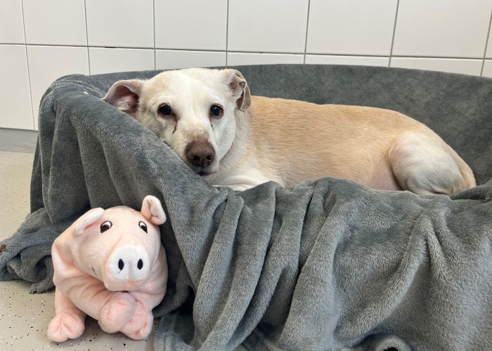 Labrador-Mix-Hund, Lubni, Tierheim Burgdorf