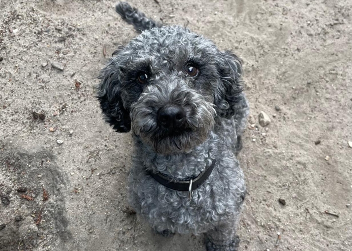 Hund, Kleinpudel, Vincent, Tierheim Burgdorf