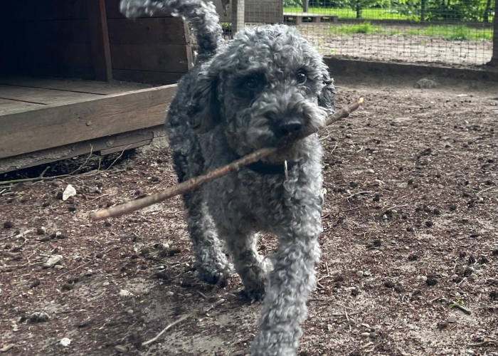 Kleinpudel-Hund, Vincent, Tierheim Burgdorf
