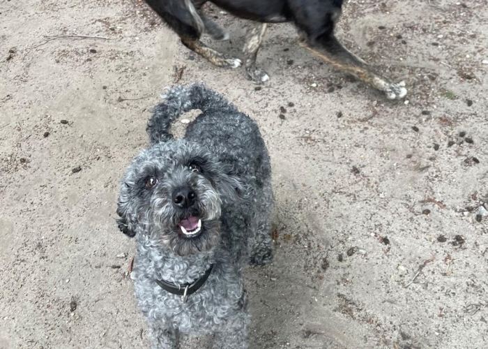 Kleinpudel-Hund, Vincent, Tierheim Burgdorf