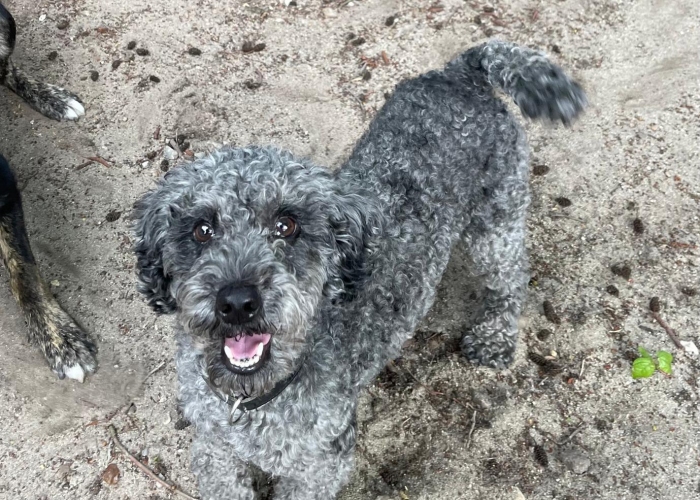Kleinpudel-Hund, Vincent, Tierheim Burgdorf